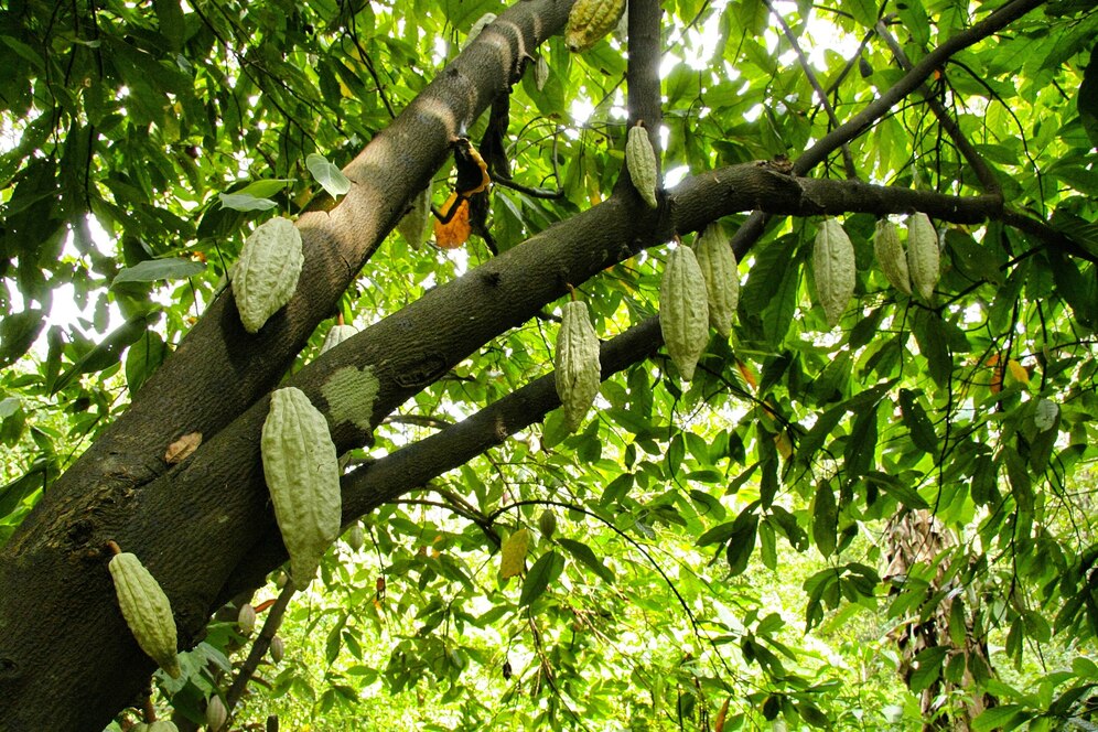 Jak zmiany klimatu wpływają na uprawy kakaowca?